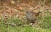 Oiseaux Accenteur mouchet (Prunella modularis)