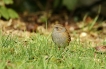 Oiseaux Accenteur mouchet (Prunella modularis)