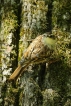 Oiseaux Grimpereau des bois