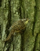 Oiseaux Grimpereau des bois