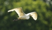 Oiseaux Grande aigrette