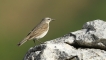 Oiseaux Pipit spioncelle (Anthus spinoletta)