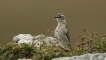 Oiseaux Pipit spioncelle (Anthus spinoletta)