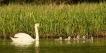 Oiseaux Cygne tuberculé