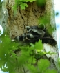 Photo nature