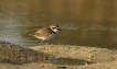 Oiseaux Gravelot à collier interrompu (Charadrius alexandrinus)