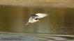 Oiseaux Sterne naine
