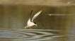 Oiseaux Sterne naine