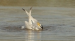Oiseaux Sterne naine