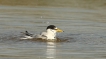 Oiseaux Sterne naine