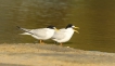 Oiseaux Sterne naine