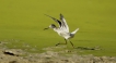 Oiseaux Chevalier aboyeur