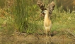 Oiseaux Héron Crabier Chevelu