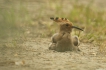 Oiseaux Huppe fasciée (Hpupa epops)