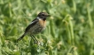 Oiseaux Tarier pâtre (Saxicola rubicola)