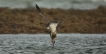 Oiseaux Goéland pontique