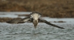 Oiseaux Goéland pontique