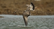 Oiseaux Goéland pontique