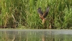 Photo nature
