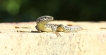  Lézard