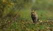 Mammifères Renard