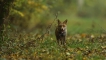 Mammifères Renard