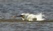 Oiseaux Spatule blanche (Platalea leucorodia)