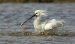 Oiseaux Spatule blanche (Platalea leucorodia)