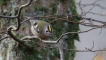 Oiseaux Roitelet huppé (Regulus regulus)