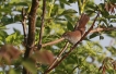 Oiseaux Bouscarle de cetti (Cettia cetti)