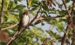 Oiseaux Bouscarle de cetti (Cettia cetti)