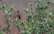 Oiseaux Locustelle luscinioide