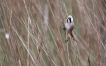Oiseaux Panure à moustaches