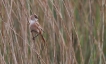 Oiseaux Panure à moustaches