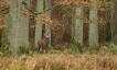 Mammifères Cerf