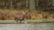 Mammifères Cerf