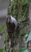 Oiseaux Grimpereau des bois