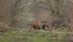 Mammifères Cerf