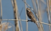 Oiseaux Bruant des roseaux