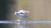 Photo nature