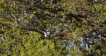 Oiseaux Balbuzard pêcheur (Pandion haliaetus)
