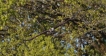 Oiseaux Balbuzard pêcheur (Pandion haliaetus)