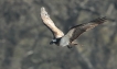 Oiseaux Balbuzard pêcheur