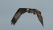 Oiseaux Balbuzard pêcheur