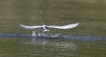 Oiseaux Sterne pierregarin (Sterna hirundo)