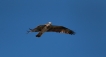 Oiseaux Balbuzard pêcheur (Pandion haliaetus)