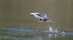 Oiseaux Sterne pierregarin (Sterna hirundo)