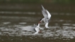 Oiseaux Sterne pierregarin (Sterna hirundo)