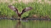 Oiseaux Buse variable