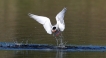 Oiseaux Sterne pierregarin (Sterna hirundo)